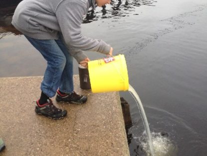 the male and female pickerel are returned to the lake after being milked