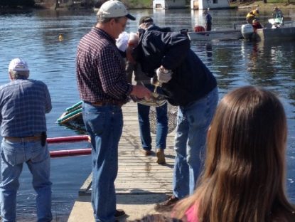 milking the male to fertilize the eggs